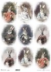  zwierzęta retro, zwierzęta w strojach, zając, zające, król, królowa, admirał, zoomorfizm, stroje historyczne, rosyjska dama, włoski manieryzm,  amerykański portret, francuski szyk, hiszpański admirał, francuska w błękitach*Russian lady, Italian mannerism